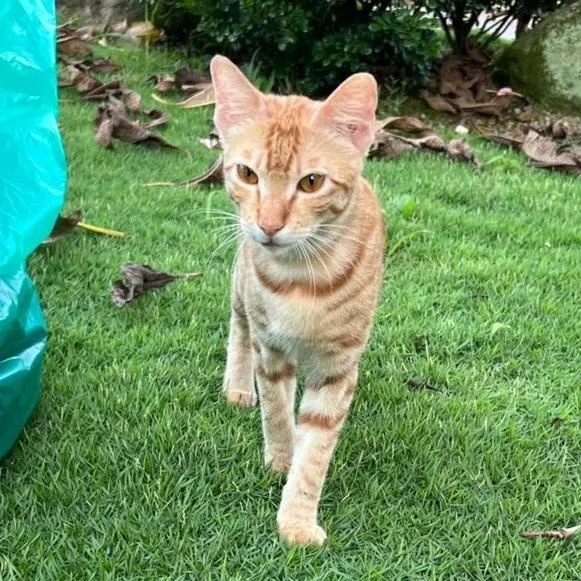 Ginger - Tabby Cat