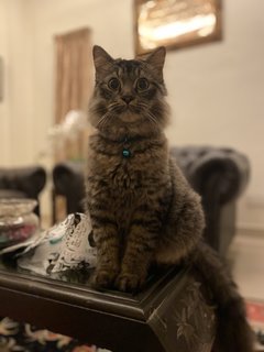 Gebby - Persian + Domestic Long Hair Cat