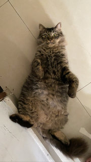 Gebby - Persian + Domestic Long Hair Cat