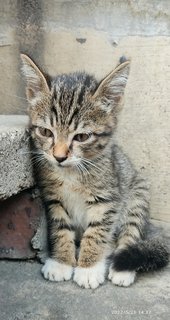 Mily - Domestic Short Hair Cat