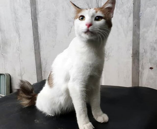 Curly 2 - Domestic Medium Hair Cat