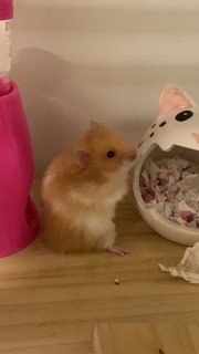Joy - Syrian / Golden Hamster Hamster