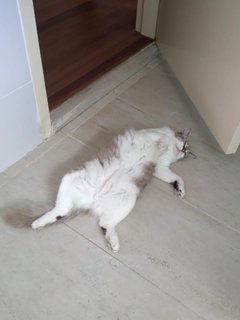 Mimi - Domestic Medium Hair Cat