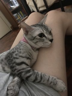 Grey  - Tabby + Silver Cat