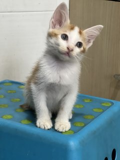 Mango - Domestic Medium Hair Cat