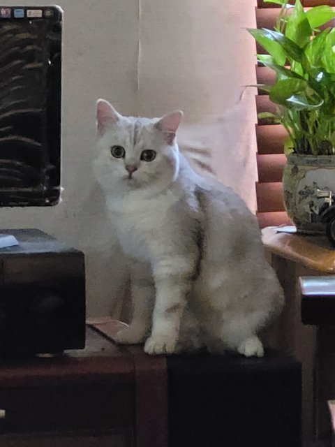 Victor - British Shorthair Cat