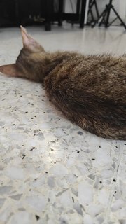 Bubsy - Domestic Short Hair Cat