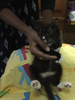 Rambo - Domestic Medium Hair Cat