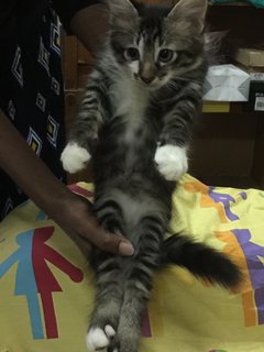 Mambo - Domestic Medium Hair Cat