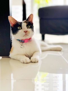 Sweet Jenny - Domestic Short Hair Cat