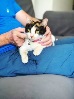 Sweet Jenny - Domestic Short Hair Cat