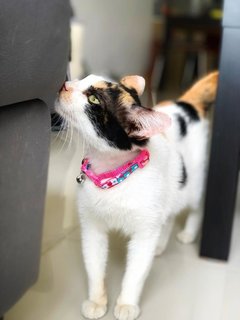 Sweet Jenny - Domestic Short Hair Cat