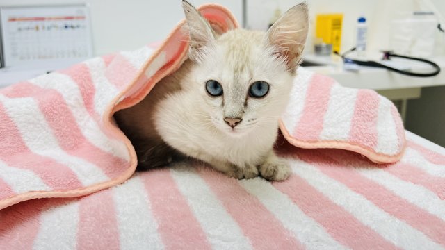 Snowy - Persian + Siamese Cat