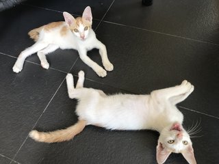 Zumba  (Zazu &amp; Zina) - Domestic Short Hair Cat