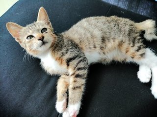 Adek - Domestic Short Hair Cat