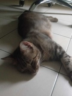Kitkat - Domestic Medium Hair Cat