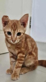 Dashi  - Domestic Short Hair Cat