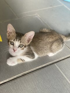 Brownie - Domestic Short Hair Cat