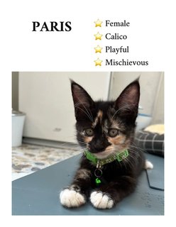 Paris - Maine Coon + Domestic Long Hair Cat