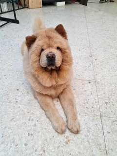 Chow-chow China - Chow Chow Dog