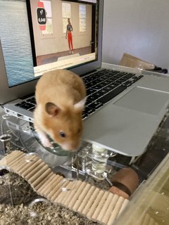 Riri - Syrian / Golden Hamster Hamster