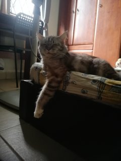 Nebu  - Persian Cat