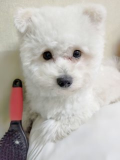 Bobby - Poodle + Pomeranian Dog
