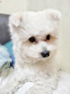 Bobby - Poodle + Pomeranian Dog