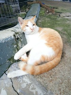 Ibra - Domestic Short Hair Cat