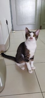 Huck  - Domestic Short Hair Cat