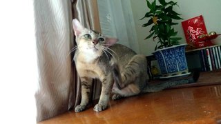 Bambi - Domestic Short Hair Cat