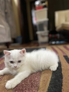 Luna - Persian Cat