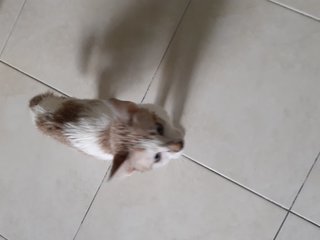 Ace - Domestic Short Hair Cat