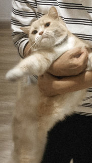 Mylo - Domestic Short Hair + Tabby Cat