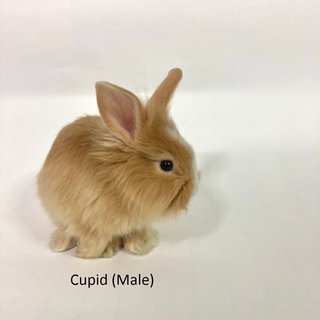 3 Teddy Mix Babies For Adoption - Bunny Rabbit + Lionhead Rabbit