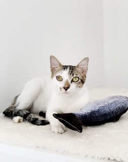 Rocket The Gentle - Domestic Short Hair Cat