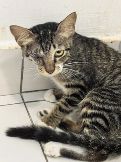 Tati - Domestic Short Hair Cat