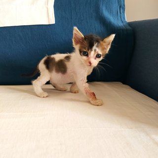 Moo Moo - Domestic Short Hair Cat