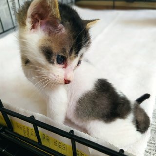 Moo Moo - Domestic Short Hair Cat