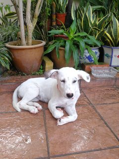 Ginnie - Dalmatian Mix Dog