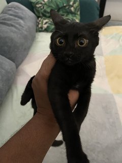 Pringles &amp; Oreo - Domestic Short Hair Cat