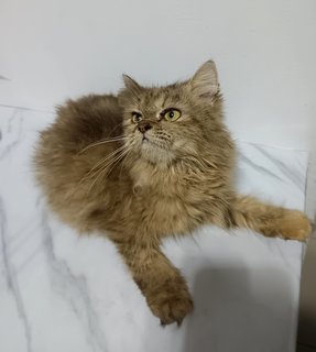 Sharpie - Persian + Domestic Long Hair Cat