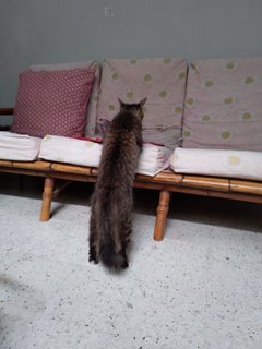 Little 🐒 Monkey  - Domestic Medium Hair Cat