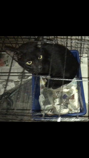 Released  - Domestic Short Hair Cat
