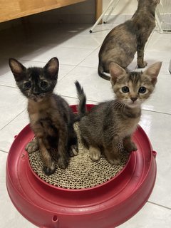 The 3 Musketeers - Domestic Short Hair Cat