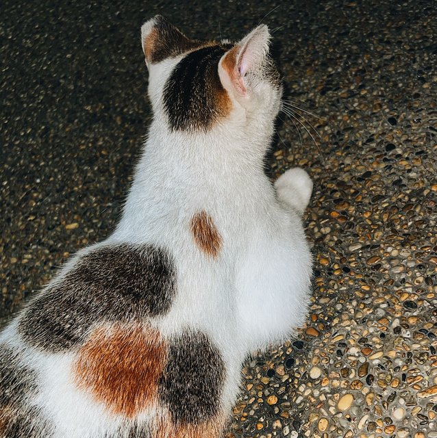 Girl - Calico Cat