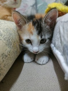 Little Flower  - Domestic Medium Hair Cat
