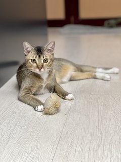 Luci - Domestic Short Hair + Domestic Medium Hair Cat