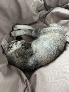 Safa - Domestic Short Hair Cat