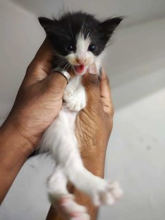 Orange,oreo,blacky,mickey - Domestic Short Hair Cat